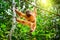 Cute baby orangutan resting on tree in exotic rainforest. Sumatra, Indonesia