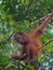Cute baby-orangutan sits on a tree (Indonesia)