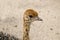 Cute Baby Ostrich