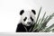 Cute Baby Panda Portrait in Bold Minimalist Studio. Generative AI