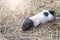 Cute baby pig sleeping on grass straw