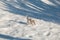 Cute baby puppy dog walking in the snow