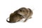 Cute baby rats isolate on white background