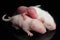 Cute baby rats resting on black background