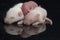 Cute baby rats resting on black background
