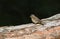 A cute baby Redstart, Phoenicurus phoenicurus, perching on a log in woodland waiting for its parents to come back and feed it.