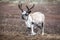 Cute baby reindeer getting up in northern Mongolia.