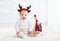 Cute baby reindeer and his fellow rooster toy on christmas background