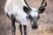 Cute baby reindeer in northern Mongolia.