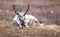 Cute baby reindeer snoozing in northern Mongolia.