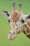 Cute, Baby Reticulated Giraffe Portrait
