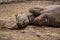 Cute baby rhino cuddling at zoo in Berlin