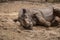 Cute baby rhino playing at zoo in Berlin