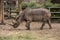 Cute baby rhino at zoo in Berlin