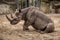 Cute baby rhino at zoo in Berlin