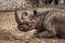 Cute baby rhino at zoo in Berlin