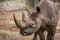 Cute baby rhino at zoo in Berlin