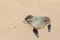 Cute baby Seal beach closeup, Cape Cross, Namibia