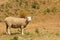 Cute baby sheep farm animal over dry green glass field