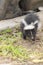 Cute Baby Skunk