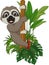 Cute baby sloth climbing on tree branch