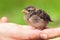 Cute baby sparrow in hand