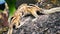 Cute baby squirrel babies climbing a mango tree, explore and adapt to nature. Abandoned by parents, three-striped newly born