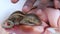 Cute Baby Squirrel Sleeping on the center of the book and touching on human hand. Little squirrel closed eyes