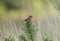 A cute baby Stonechat, Saxicola torquata, perched on top of a Gorse bush.