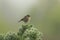 A cute baby Stonechat, Saxicola torquata, perched on top of a Gorse bush.