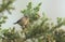 A cute baby Stonechat, Saxicola torquata, perched on top of a Gorse bush.