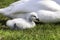 Cute baby swan, Black necked swan cygnet.