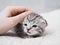 Cute baby tabby kitten. Friendship with man.