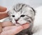 Cute baby tabby kitten. Friendship with man.