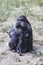 Cute baby Tonkean macaque monkey with its mother