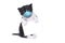 Cute Baby Tuxedo Style Kitten Wearing PPE Mask