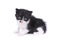 Cute Baby Tuxedo Style Kitten On White Background