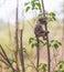Cute baby vervet monkey