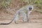 Cute baby vervet monkey crosses road, Namibia, Africa