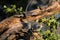 Cute Baby Vervet Monkey in Kruger National Park