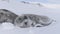 Cute baby Weddell seal in Antarctica winter snow.