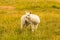 Cute baby white alpaca fram animal