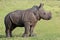 Cute Baby White Rhino