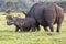 Cute Baby White Rhino and Mom