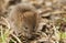 A cute baby wild Brown Rat Rattus norvegicus searching for food in the undergrowth.