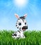 Cute baby zebra cartoon in the grass on a background of bright sunshine