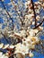 Cute background of spring blossomed apricot tree