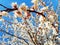 Cute background of spring blossomed apricot tree