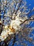 Cute background of spring blossomed apricot tree