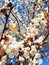 Cute background of spring blossomed apricot tree